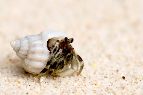 Caranguejo eremita em uma praia arenosa — Fotografia de Stock