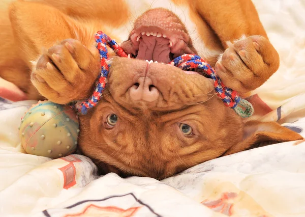 Puppy upside down — Stock Photo, Image
