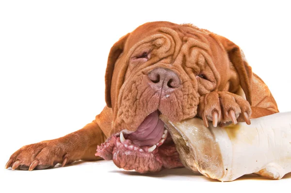 Hungriger Hund — Stockfoto