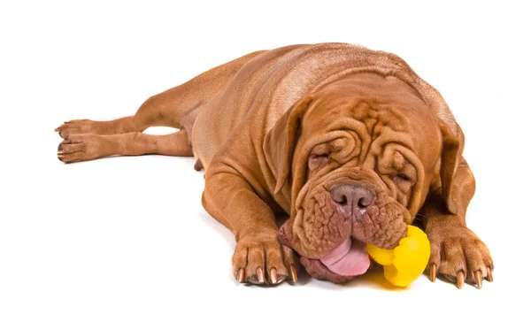 Большая собака с игрушкой — стоковое фото