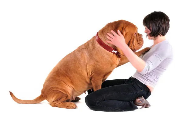 Obrovský pes hrát se svým pánem — Stock fotografie