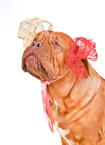 Adorabile Lady-Dog — Foto Stock