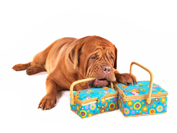 Собака с красивыми коробками — стоковое фото