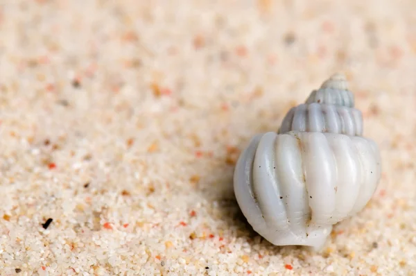 Malé bílé shell — Stock fotografie
