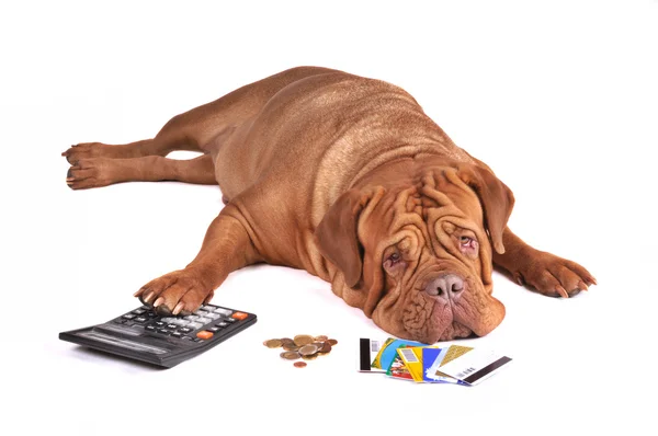 Dog in Debt — Stock Photo, Image
