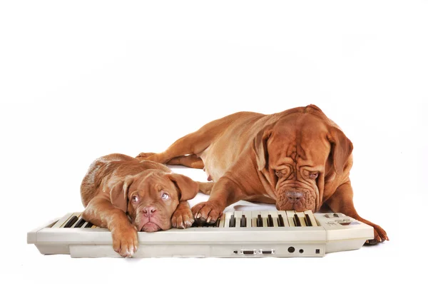 Dogs playing electrical piano — Stock Photo, Image