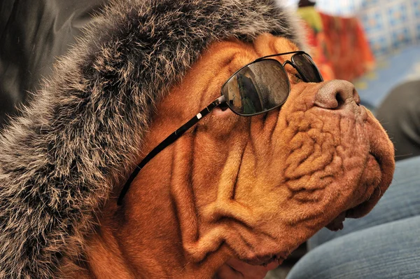 Hund mit Hut und Sonnenbrille — Stockfoto