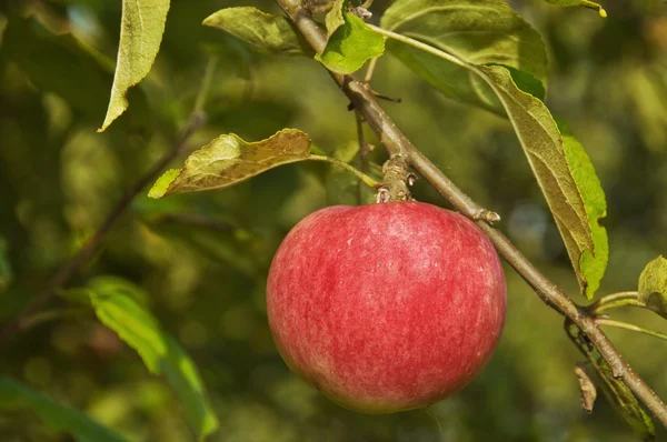 stock image Red Astrachan apple