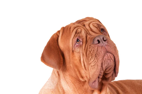 Σοβαρή σκύλος Μπορντό — Φωτογραφία Αρχείου