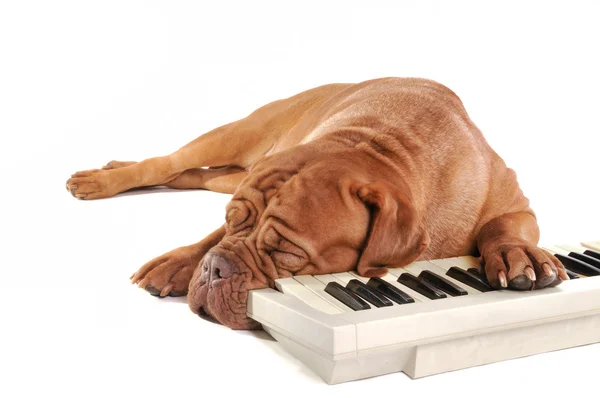 Cachorro tocando piano eléctrico — Foto de Stock