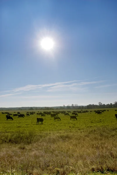 stock image Cows on a field