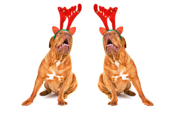 Dos perros renos de Navidad cantando —  Fotos de Stock