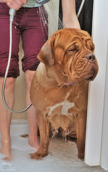 Hond wassen — Stockfoto