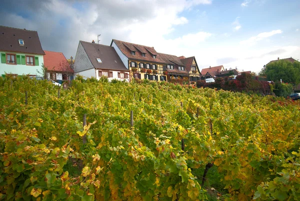 Hillside vingård — Stockfoto