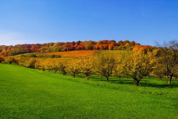 Scenario del campo d'autunno — Foto Stock