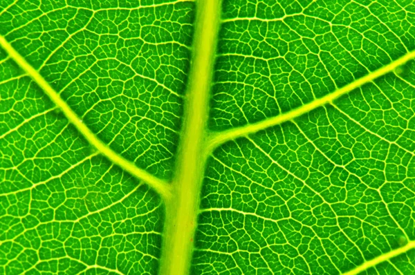 Yaprak'ın damarlı doku — Stok fotoğraf