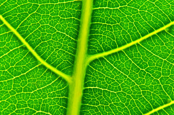 A leaf's veiny texture