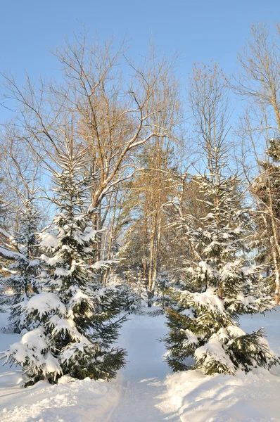 Зимние деревья, покрытые снегом — стоковое фото