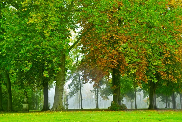 Podzimní stromy — Stock fotografie