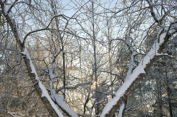 Abstrakte Winterbäume — Stockfoto