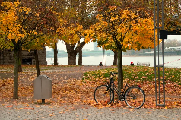 공원에 있는 자전거 — 스톡 사진
