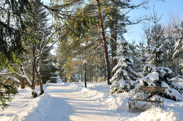 Vintern solig park — Stockfoto