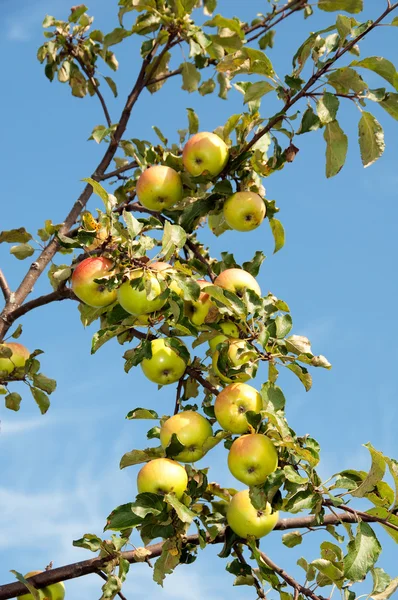 stock image Apples on a branch