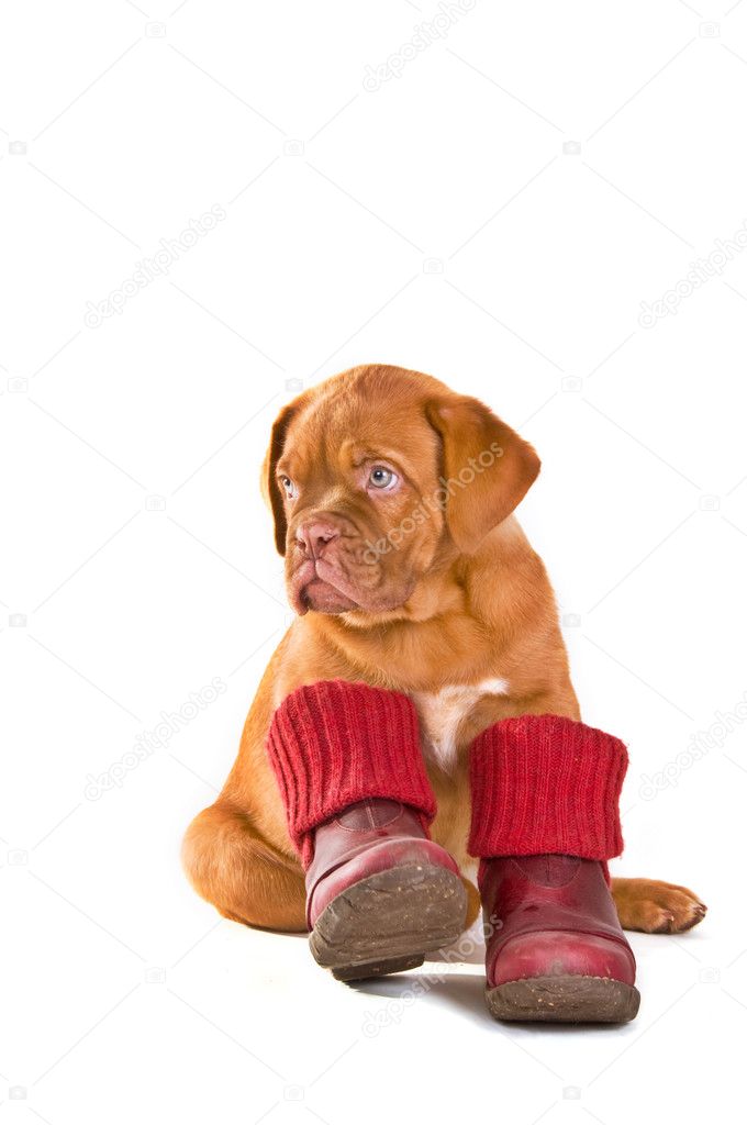 Puppy in Shoes