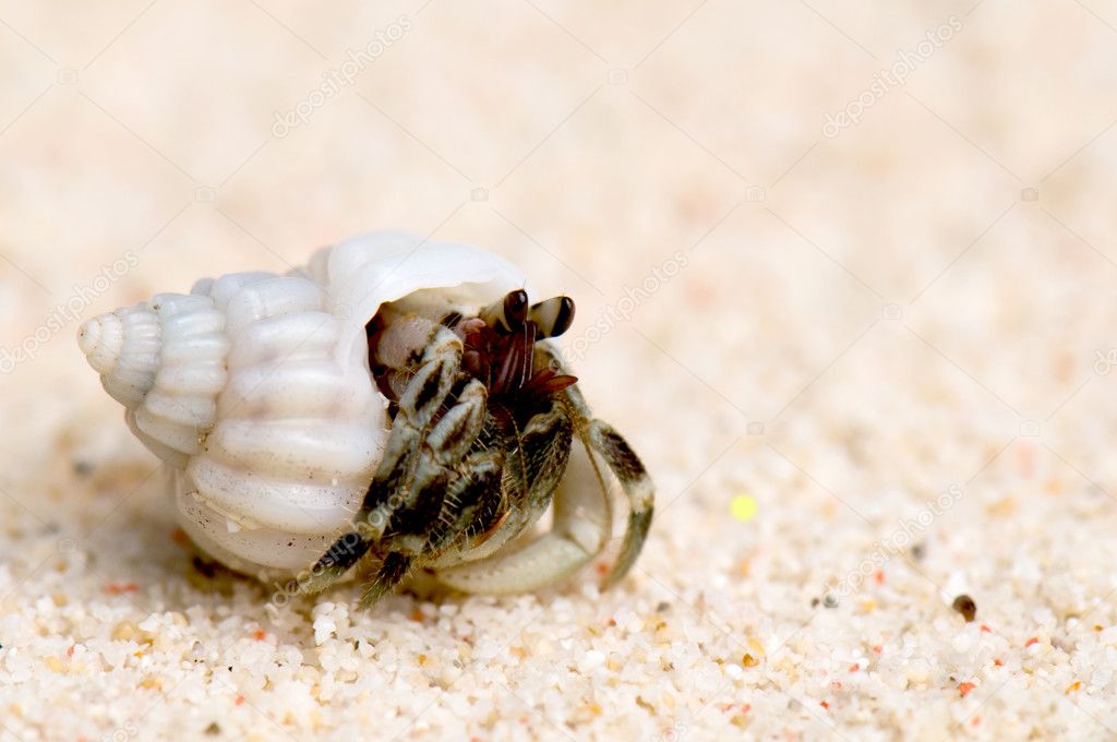 Hermit crab on a sandy beach