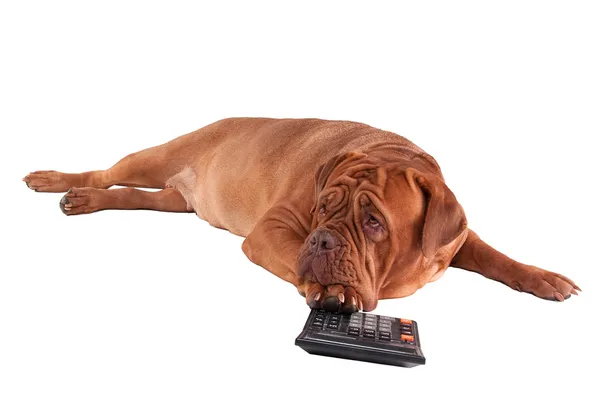 Mastif francés aislado sobre blanco con una calculadora —  Fotos de Stock