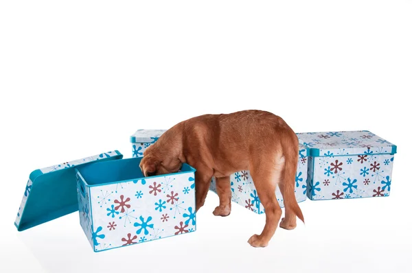 Cãozinho brincando com caixas — Fotografia de Stock