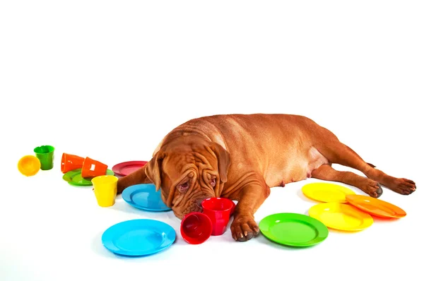 Perro con platos en blanco — Foto de Stock
