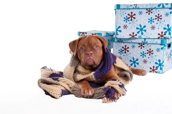 Schattige puppy met een sjaal — Stockfoto