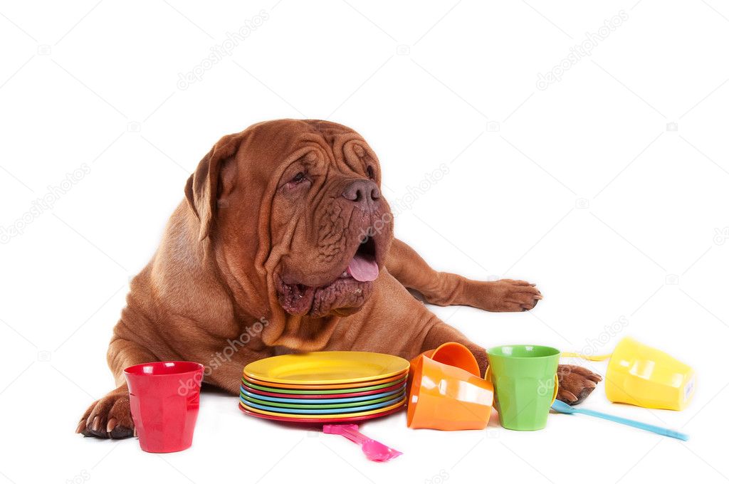 French mastiff on white with plates