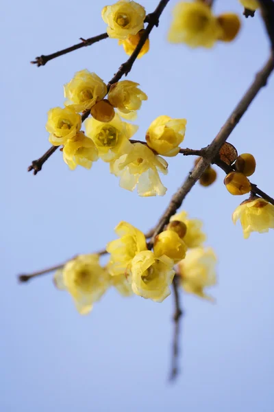 stock image Plum blossom