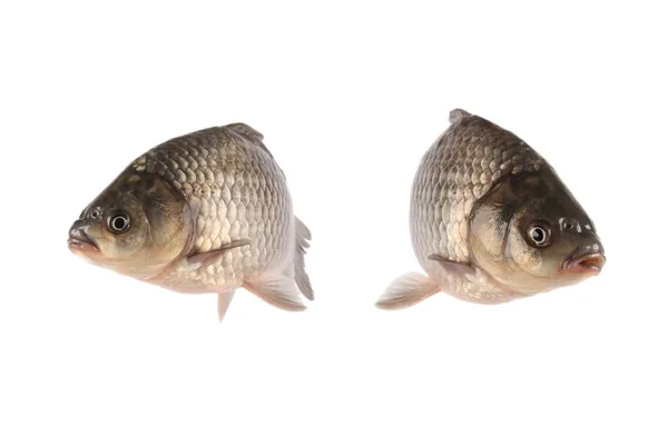 Пресноводные рыбы — стоковое фото