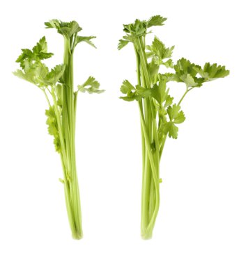 Celery stems clipart