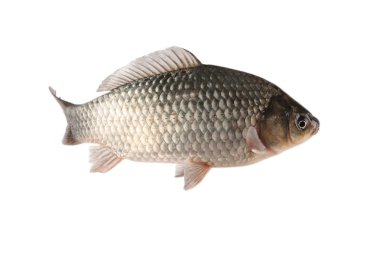 Crucian carp clipart