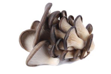 Edible fungi mushroom clipart