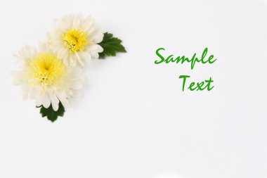 Small white chrysanthemums clipart