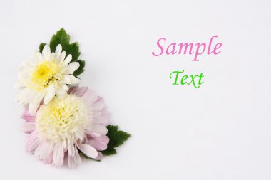 Daisy,marguerite,chamomile clipart