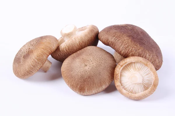 Monkey head mushroom — Stock Photo, Image