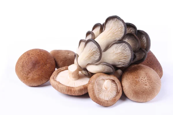 Edible fungi — Stock Photo, Image