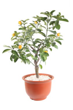 Kumquat tree clipart