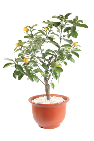 Kumquat tree — Stock Photo, Image