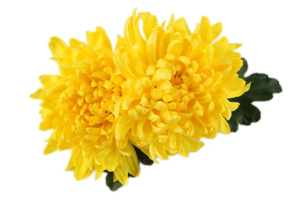 Two chrysanthemums — Stock Photo, Image