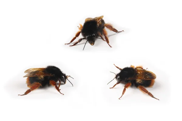 Бджіл гра — стокове фото