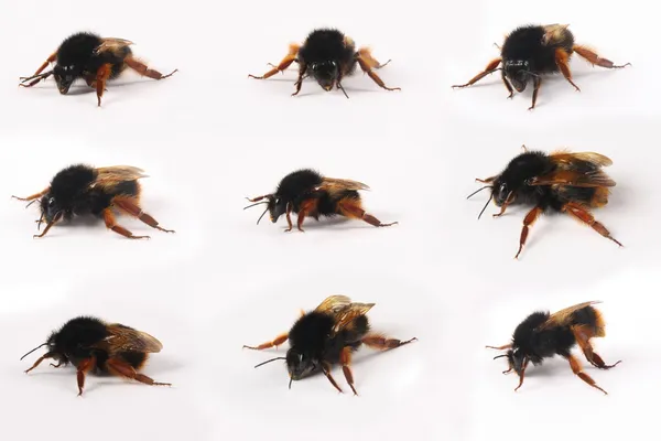 Бджола позиції — стокове фото