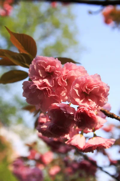 stock image Oriental cherry