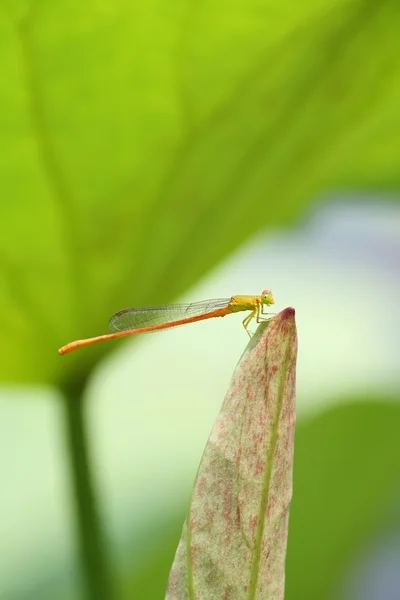 Dragonfly and lotus — Stock Photo, Image